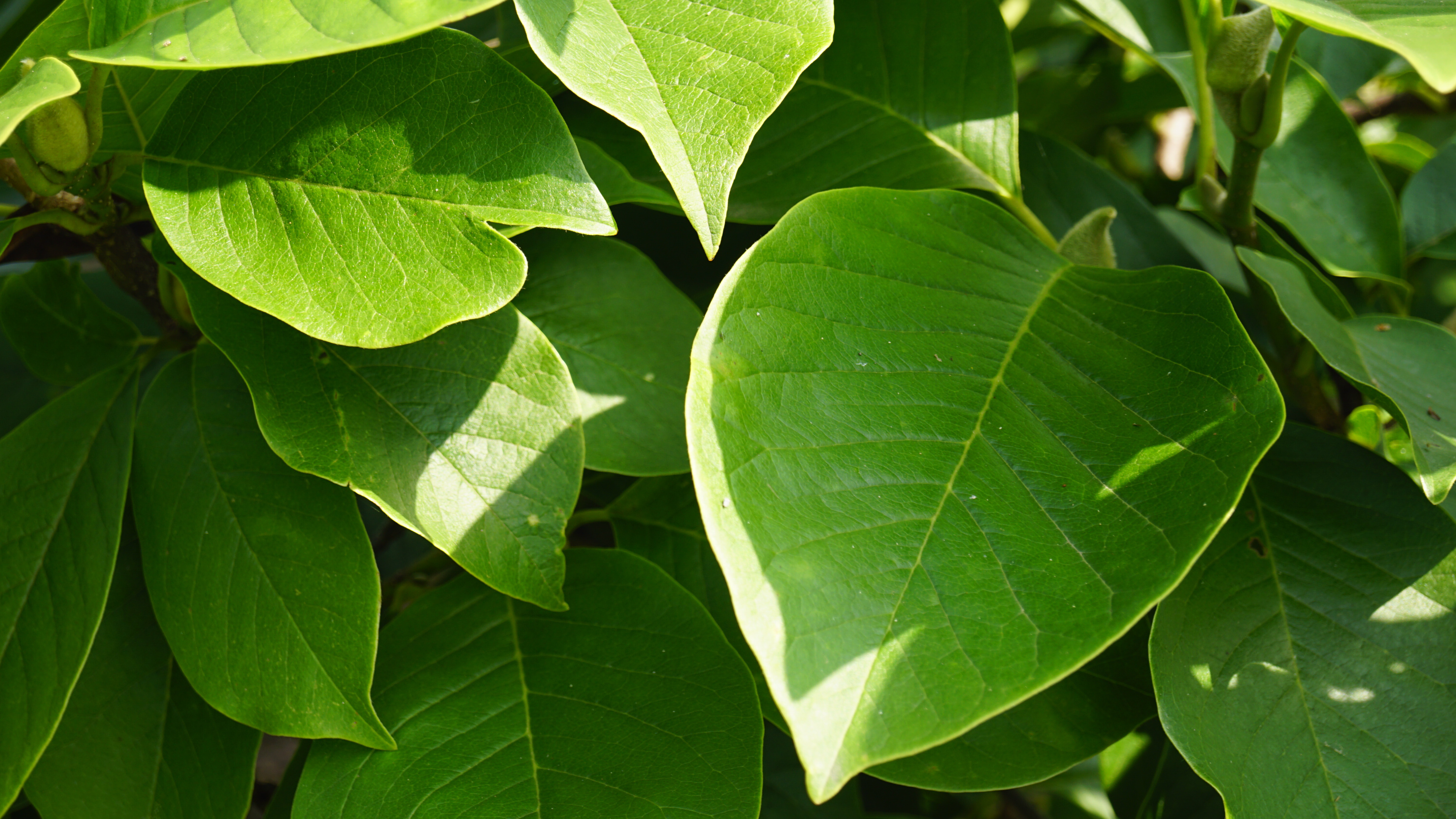 Magnolia soulangeana 'Sundew' (5)